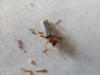 Cantharis lateralis